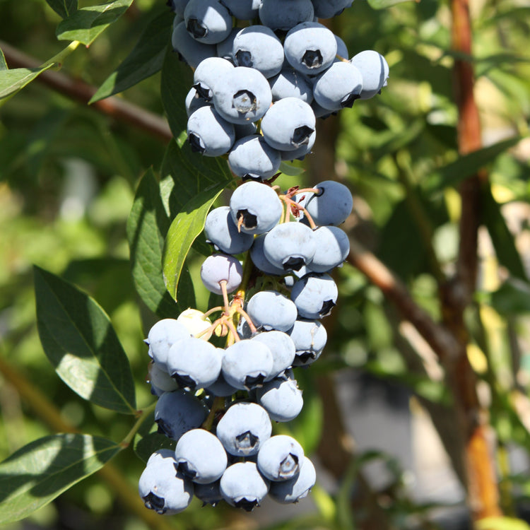 Blueberry 'Rubel' young plants
