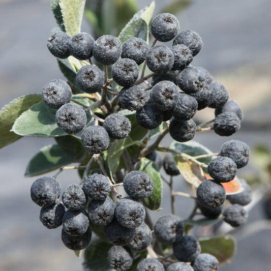 Aronia melanocarpa 'Viking' – grosse saftige Beeren zum Verarbeiten