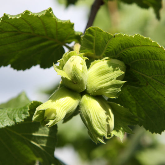 Corylus avellana 'Webbs Prize Cob' - der Massenträger unter den Haselnüssen