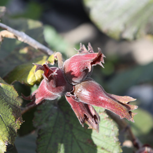 Hazelnut Purpurea- young plants