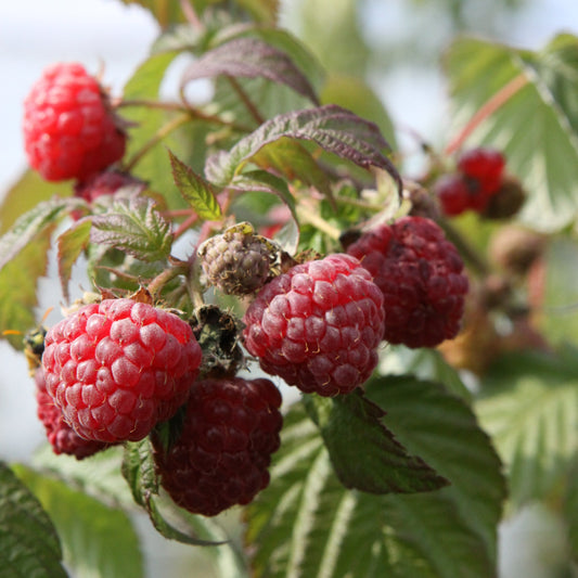 Himbeere 'Boheme' Jungpflanzen