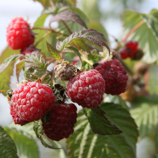 Raspberry 'Boheme' young plants