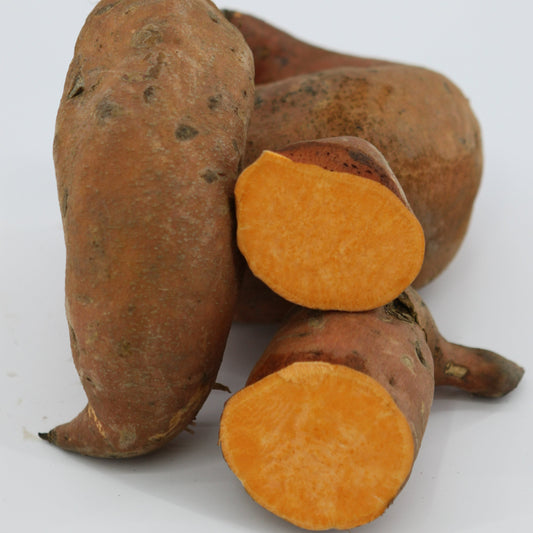 Süßkartoffel 'Beauregard'-Jungpflanzen