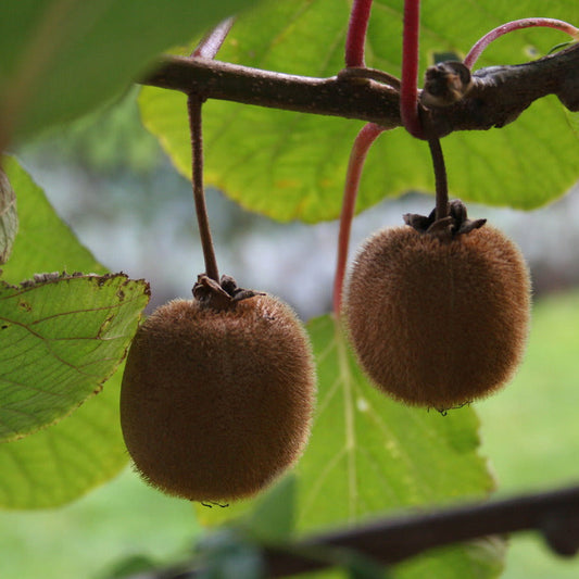 Kiwi Hayward - young plants