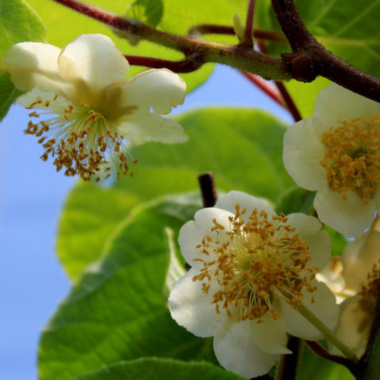 Kiwi Tomuri - young plants