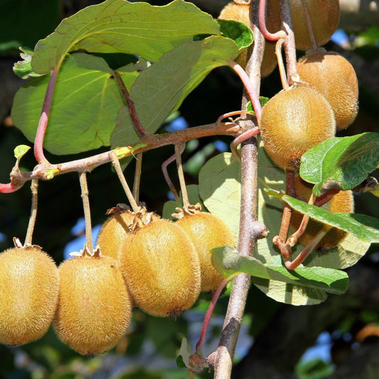 Kiwi Jenny - young plants