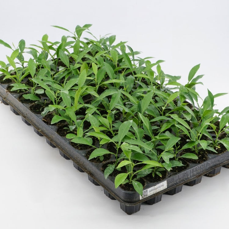 Twisted three-leaf Orange 'Flying Dragon' young plants