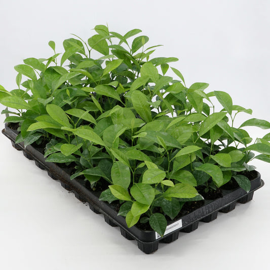 Kaffir lime young plants