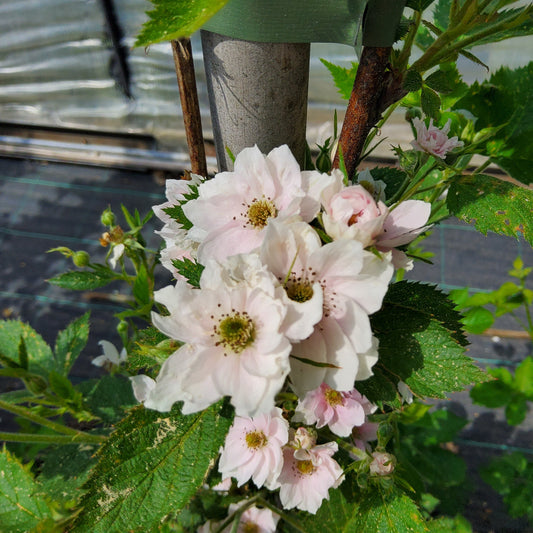 Blackberry 'Loch Maree' young plants