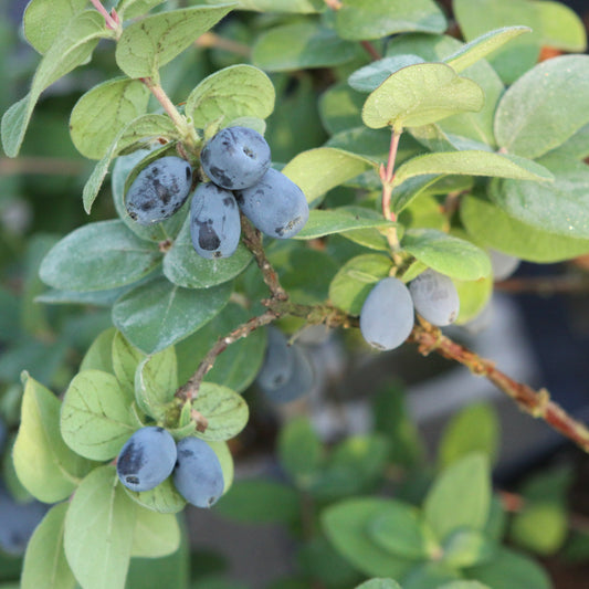 Blue honeysuckle 'Duet' young plants