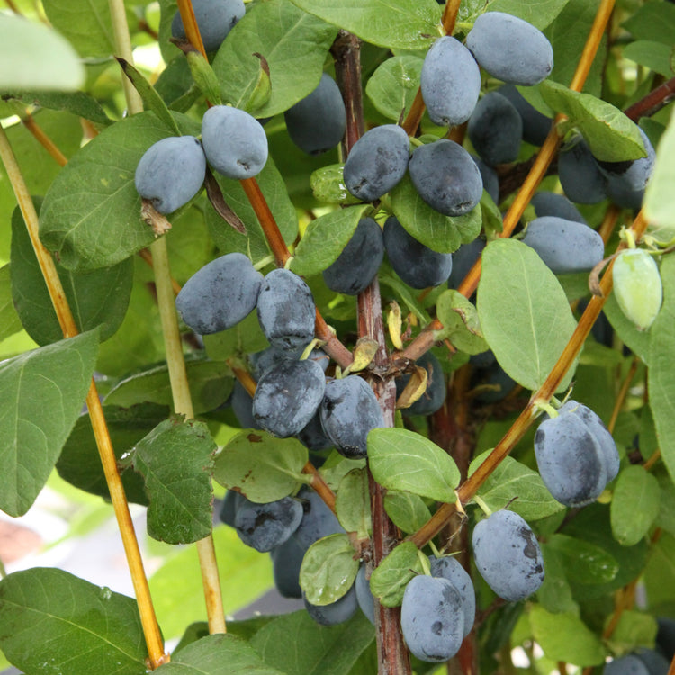 Erstbeere® 'Blue Hokkaido'-Jungpflanzen