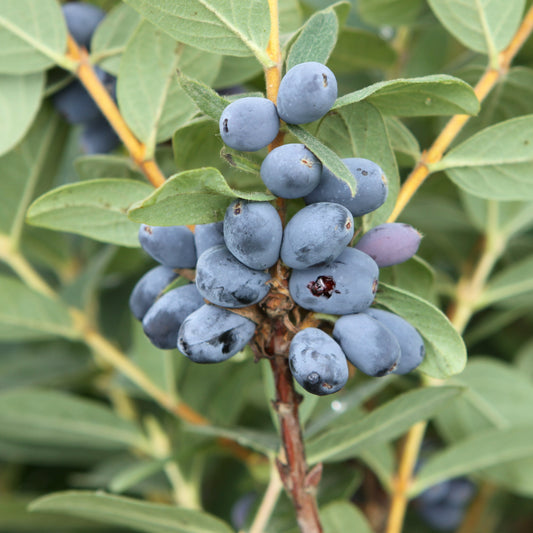 Firstberry® 'Blue Moon' young plants