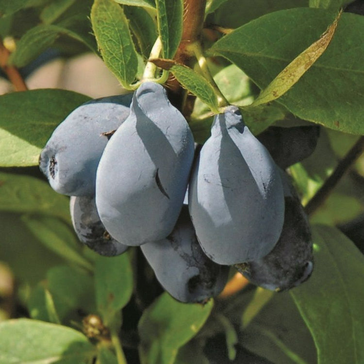 Firstberry® 'Blue Pagoda' young plants