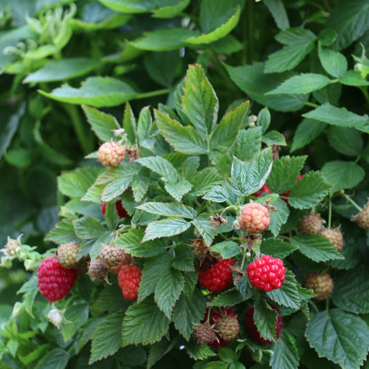 Raspberry Lowberry® 'Baby Dwarf®' young plants