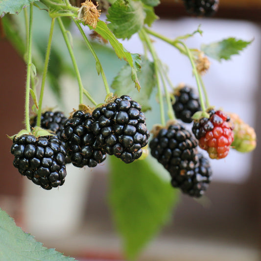 Brombeere Lowberry® 'Little Black Prince'®-Jungpflanzen