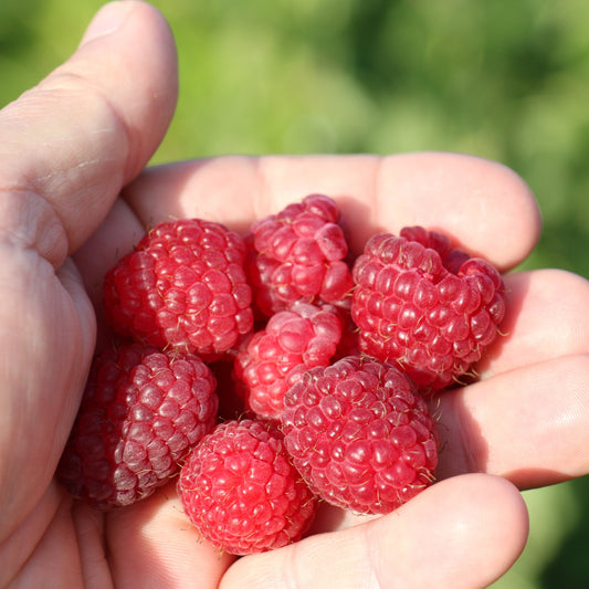 Raspberry Lowberry® 'Little Sweet Sister®' young plants