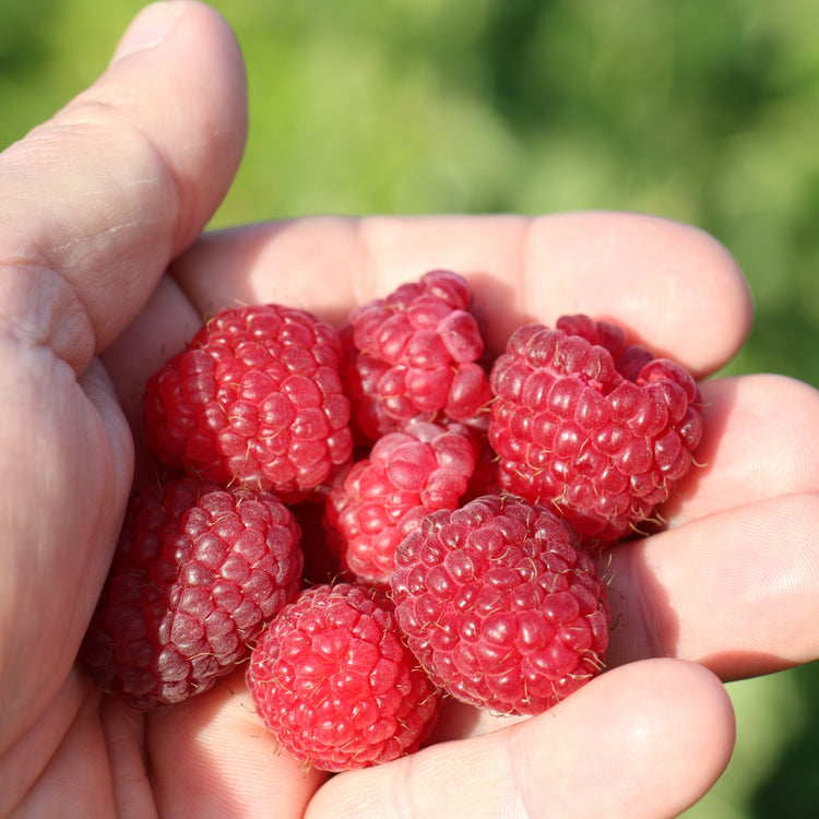 Himbeere Lowberry® 'Little Sweet Sister®' Jungpflanzen