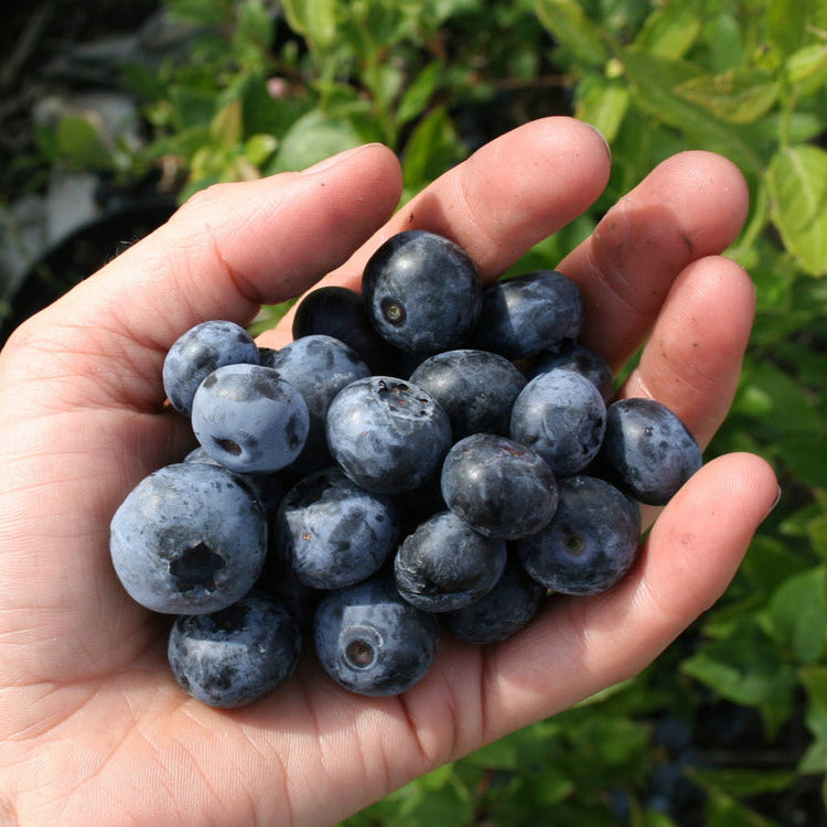 Blueberry 'Blue Dessert'® young plants