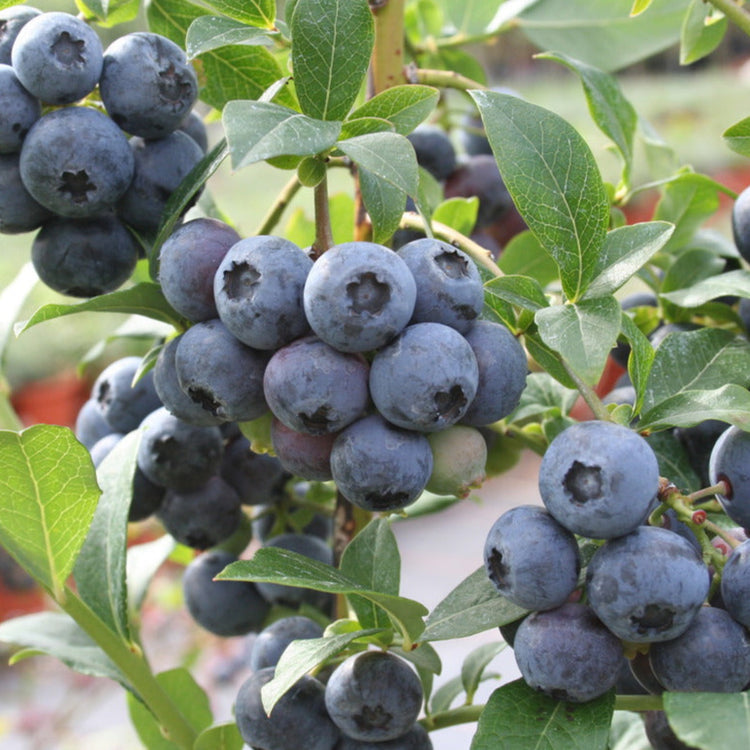 Blueberry 'Bluecrop' young plants