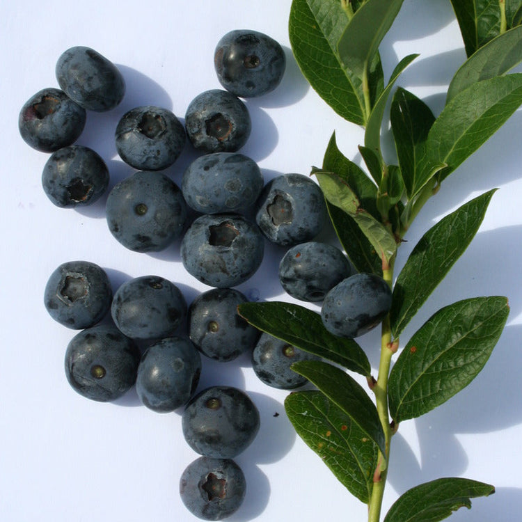 Heidelbeere 'Blueroma'®-Jungpflanzen