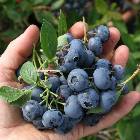 Blueberry 'Duke' young plants