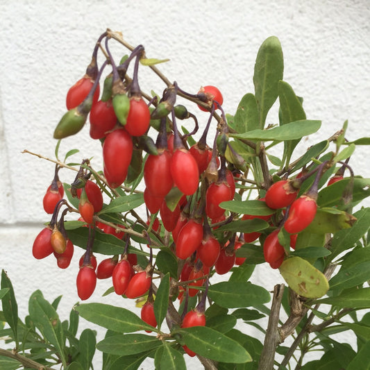 Goji 'Little Goji'® young plants