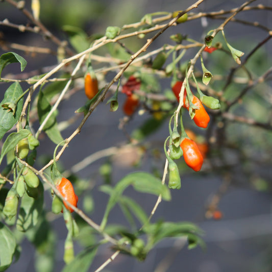 Goji 'Sweet Success'® young plants