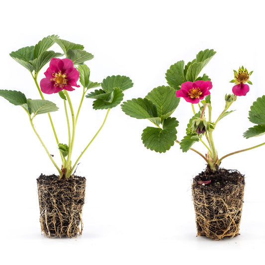 Erdbeere Double Pleasure® 'Happy Eyes'®-Jungpflanzen