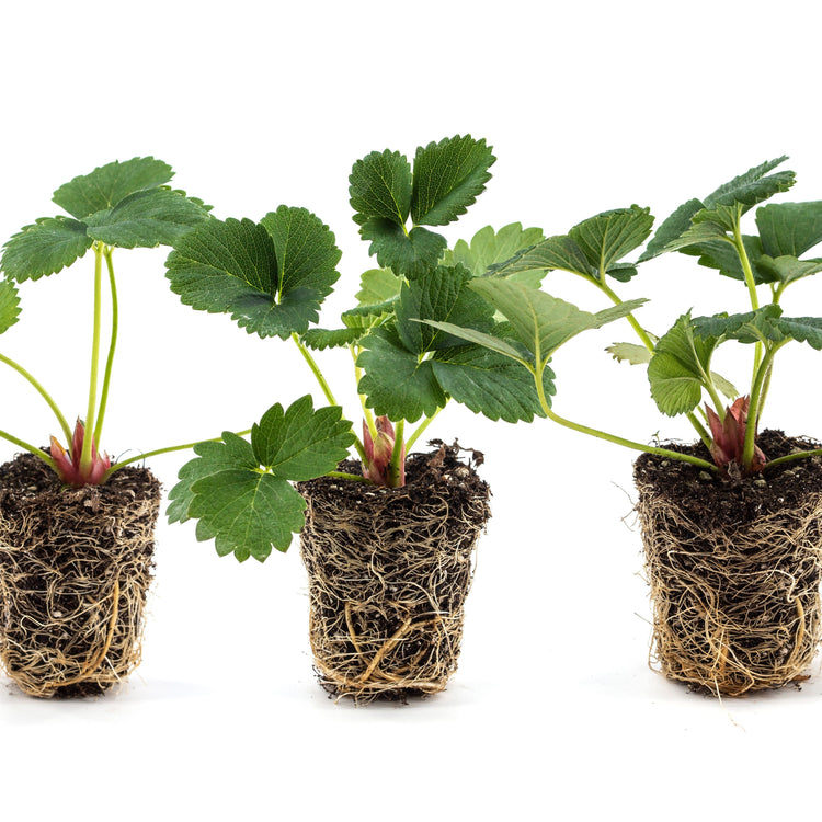 Strawberry Frutium® 'Bonneure'® young plants