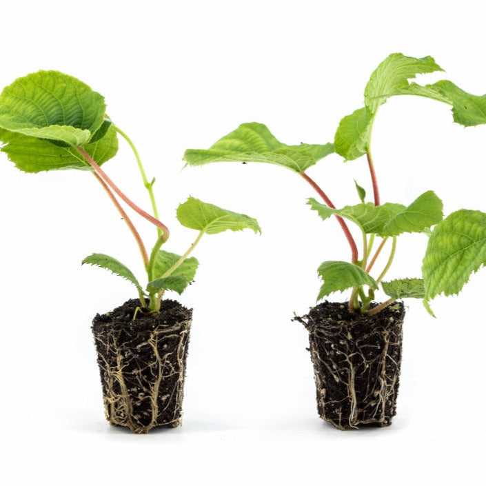 Kiwi Solissimo® RENACT -PBR- young plants