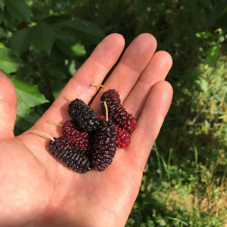 Mulberry 'Illinois Everbearing' young plants