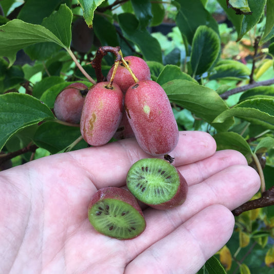 Kiwiberry® Pink Jumbo