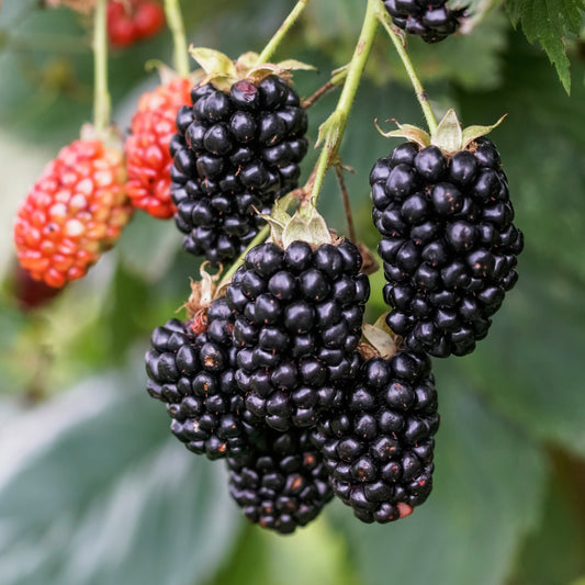 Blackberry Navaho® 'The Big Easy'® young plants