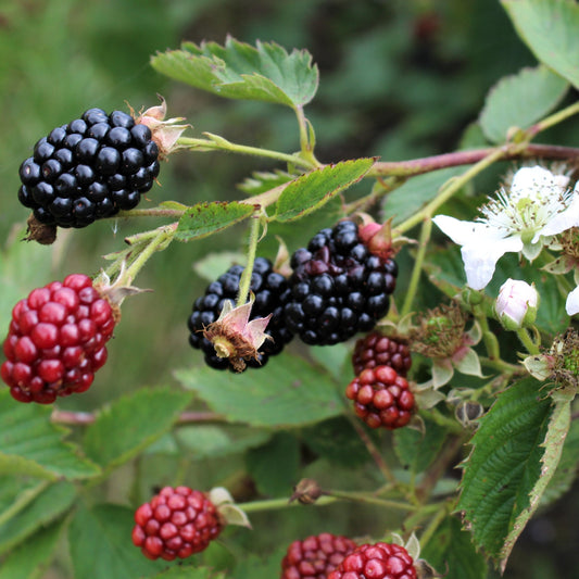 Blackberry 'Navaho® original' young plants