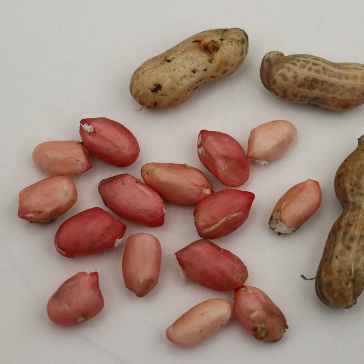 Peanut 'Justpink'® young plants