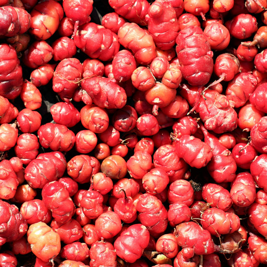 Oca 'Tubered' young plants