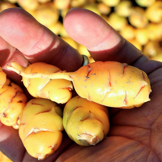 Oca 'Tuberello' young plants