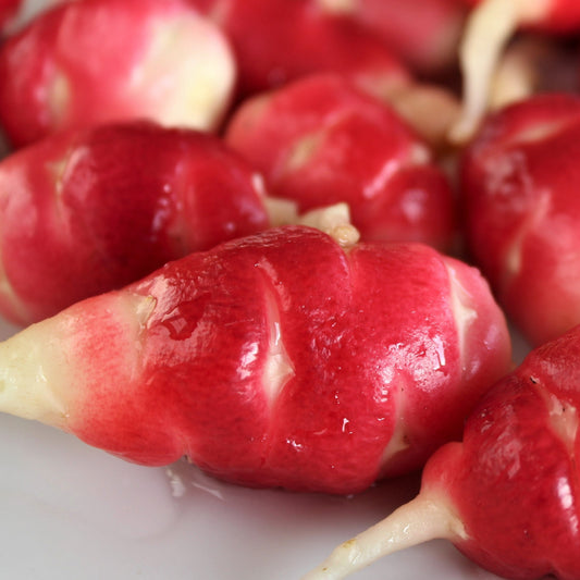 Oca 'Tuberosa' young plants