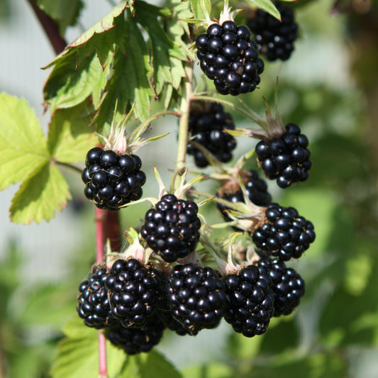 Blackberry 'Oregon Thornless' young plants