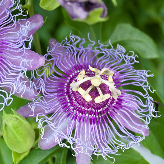 Passion fruit Cooltropics® 'Eia Popeia'® young plants