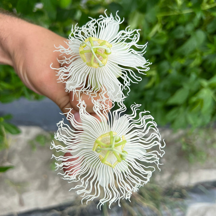Passion fruit Cooltropics® Snowstar® young plants