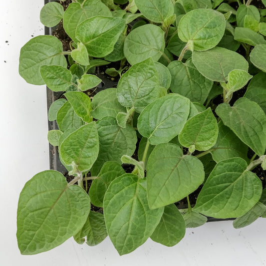 Cape gooseberry 'Little (Big) Buddha' young plant