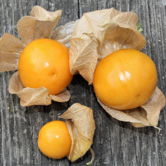 Andean berry 'Fruttosa' young plants