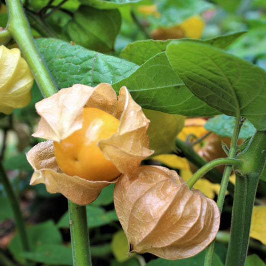 Cape gooseberry 'Little (Big) Buddha' young plant