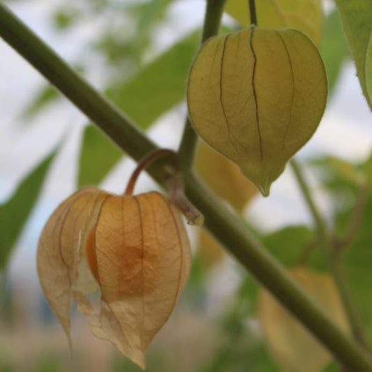 Andean berry 'Peters Beste' young plants