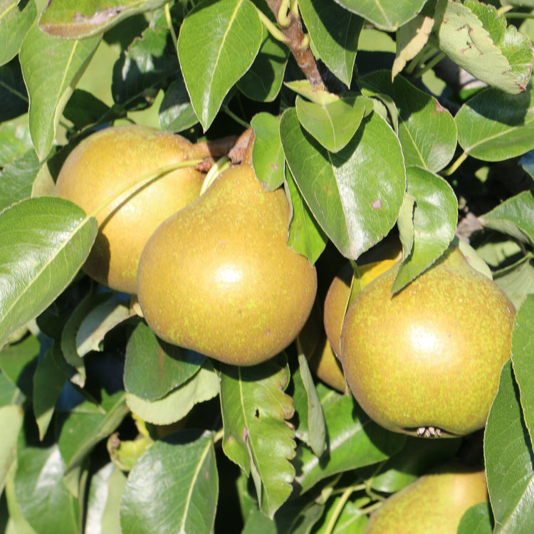 Dwarf pear tree Pironi® 'Joy of Kent®' young plants