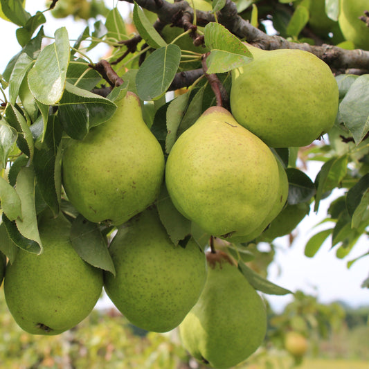 Dwarf pear tree Pironi® 'Little Sweety®' young plants