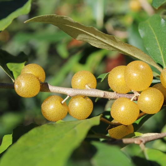 Oleaster Pointilla® 'Fortunella®' young plants