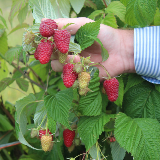 Raspberry Primeberry® 'Autumn Happy®' young plants
