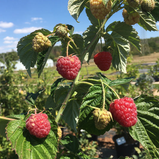 Raspberry Primeberry® 'Autumn Fleshy®' young plants